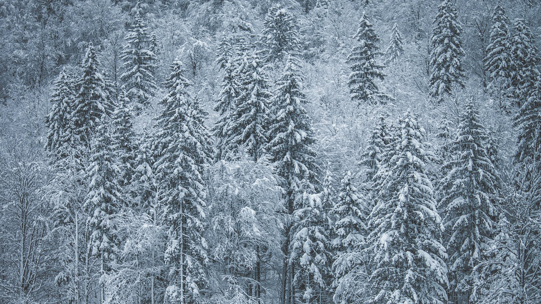 悬崖之上，清风扑面来。